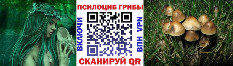 площадка Telegram  Черноголовка  Псилоцибиновые грибы GOLDEN TEACHER  наркота 